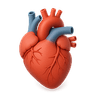 Cardiovascular Health
