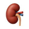 Kidney and Liver Function